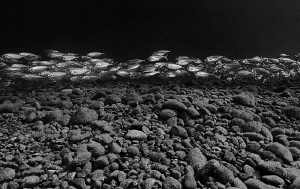 Snapper, Tulamben by Doug Anderson 